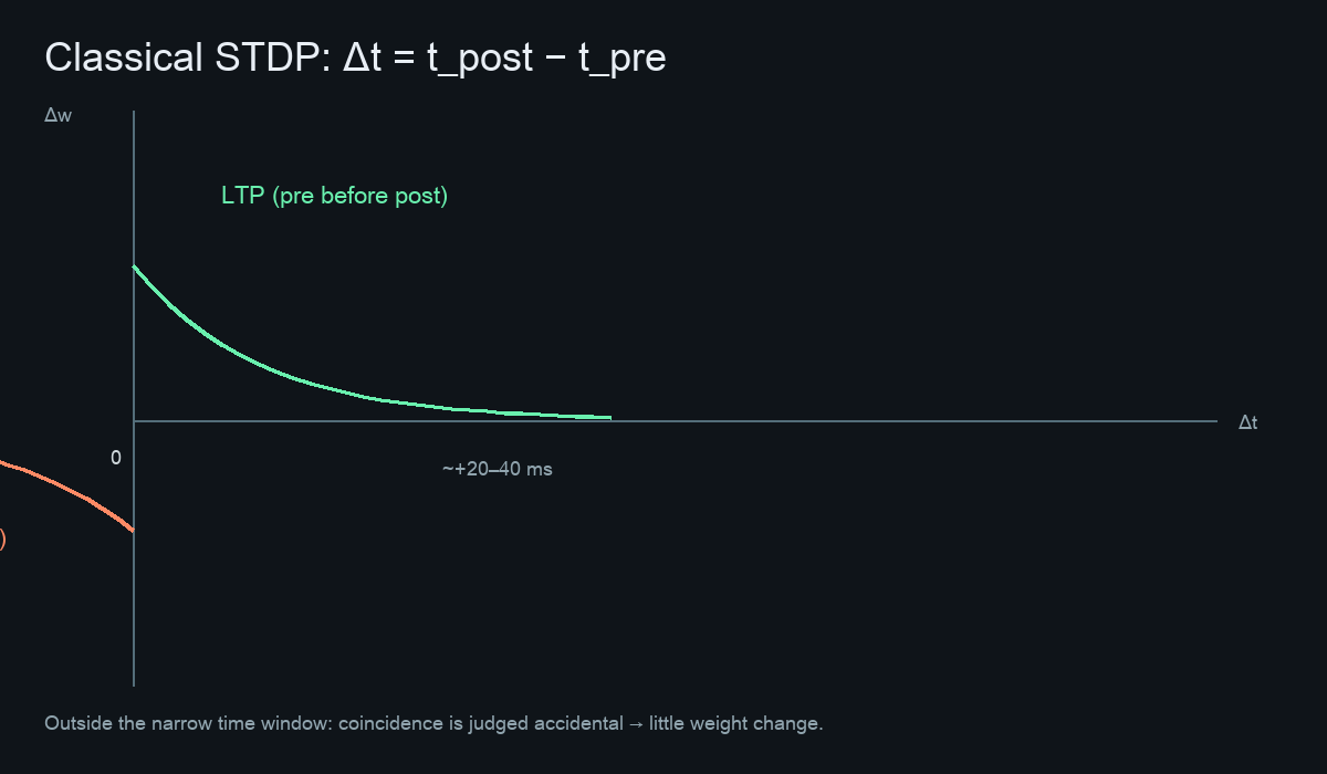 STDP 時間窗